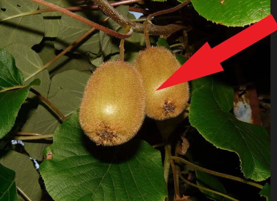 kiwi gyümölcs