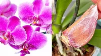 Van 1 fokhagymád 🧄? Akkor megmutatom, hogy teheted ismét virágzóvá az elszáradt orchideát 🌺!