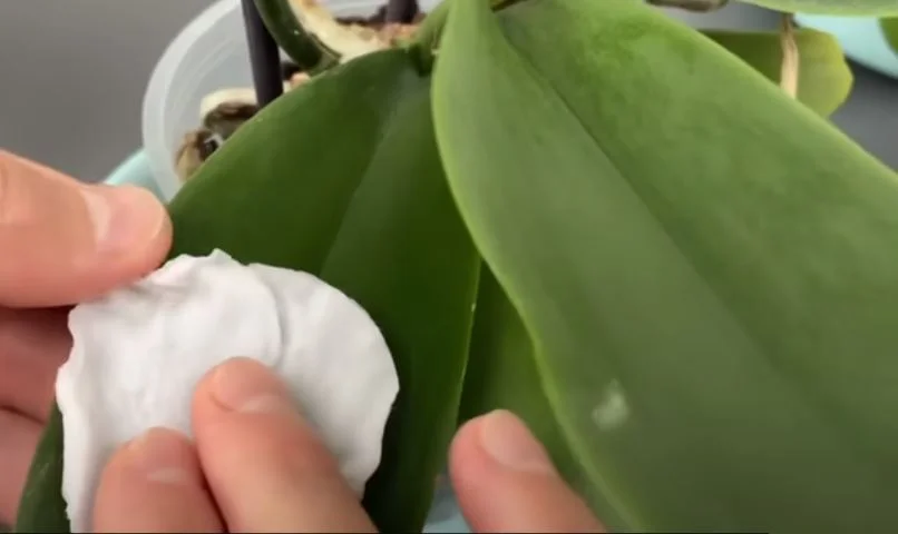 orchidea törlés