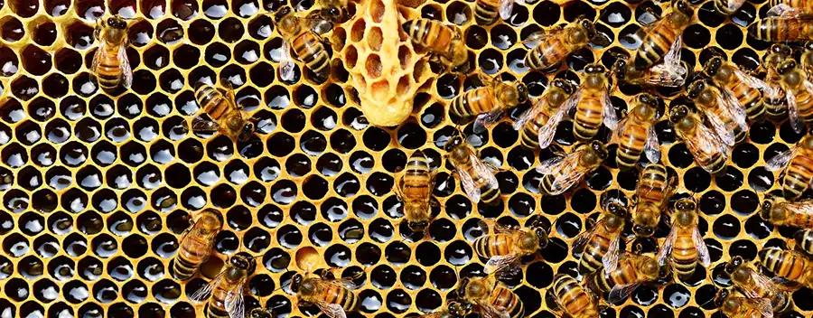Méhek a mézen