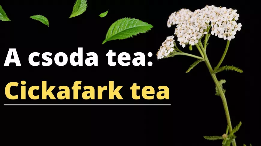 5 JÓTÉKONY Hatás, Amit a Cickafark Tea Fogyasztása Eredményez