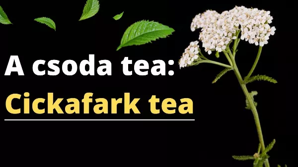 5 JÓTÉKONY Hatás, Amit a Cickafark Tea Fogyasztása Eredményez