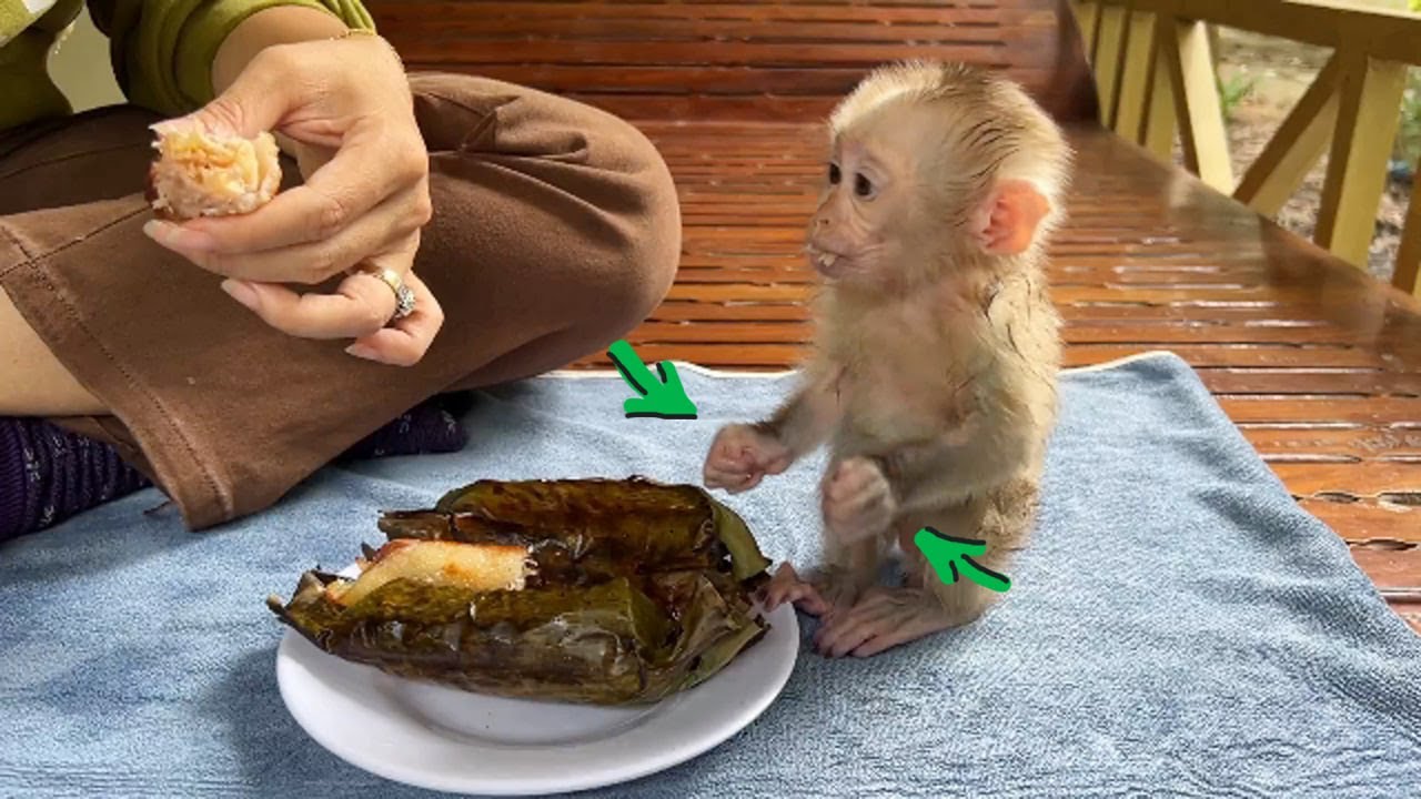 majom eszik
