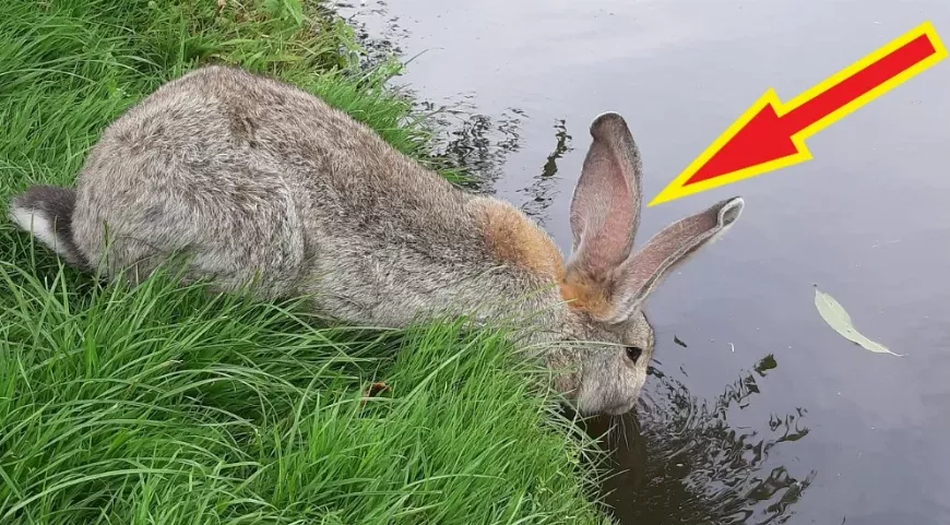 Úszó nyuszi?  az olimpiára készül??