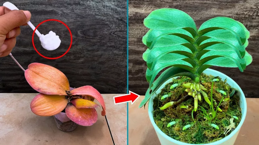 Egyszerű Orchidea ? Tápoldat Recept: Virágok Megmentése Szódabikarbónával