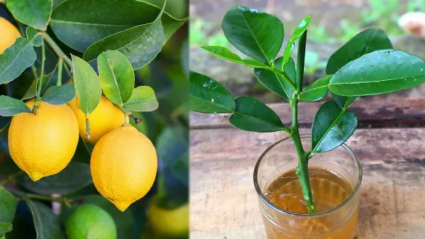 Hogyan neveljünk gyorsan citromfát otthon. Így termeszthetsz otthon citromot 🍋
