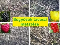 Bogyósok gyümölcsök szeder, málna, ribizli és áfonya tavaszi metszése