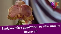 Lepke Orchidea 🌺 gondozása | 10 hiba, amit ne kövess el!
