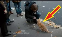 Talált egy kóbor macskát 🐈, nem is sejtve, hogy az fogja megmenteni az életét