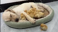 Hihetetlen! A csirke 🐥 beugrott a labrador kiskutya 🐕 ágyába, és ami ezután történt mindenkit meglepett! ❤️