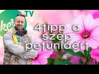 4 + 1 Tuti Módszer a Petúniák 🌺Folyamatos Virágzásához