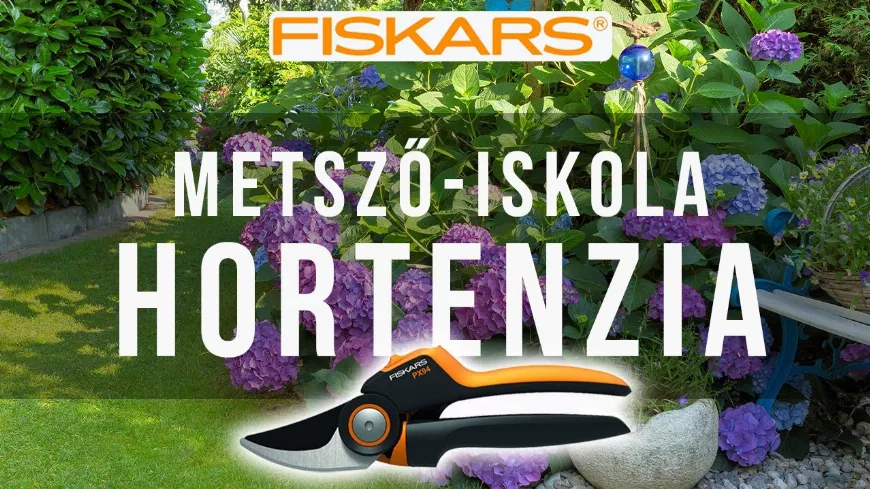 Hortenzia metszése. Minden amit a hortenzia metszéséről tudni kell!