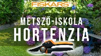 Hortenzia metszése. Minden amit a hortenzia metszéséről tudni kell!