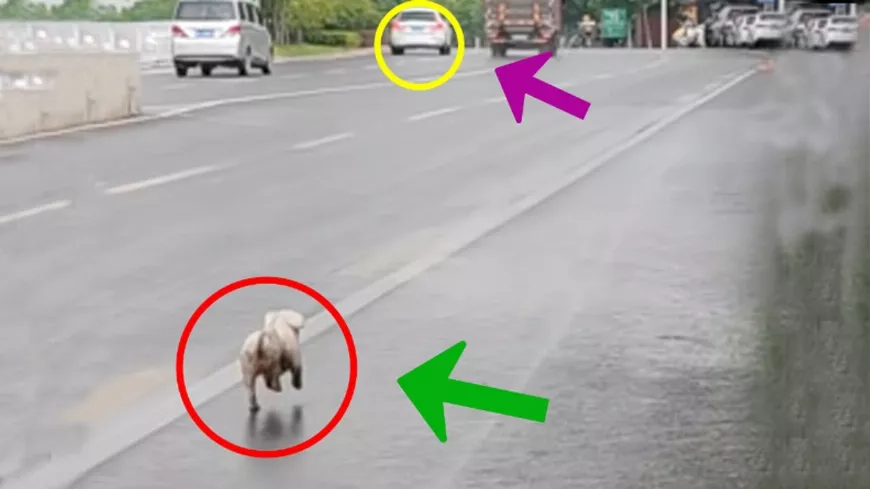 A kiskutya 2 km-en keresztül,  végkimerülésig futott a forgalmas úton a gazdája kocsija után a ... Megható történet!