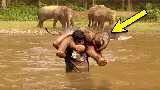 Egy férfi megmenti a fuldokló elefántbébit 🐘. Aztán a falka mindenkit meglep egy váratlan ...