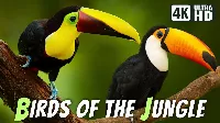 A dzsungel legszebb madarai 🦜 | Lélegzetelállító természet és pihentető hangjai 🦚| Nyugalom és stresszoldás🦆