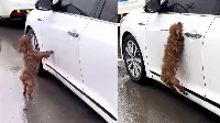 Szívszorító történet egy kutyusról 🐕, akinek gazdája egy fehér autóban 🚗 ült...