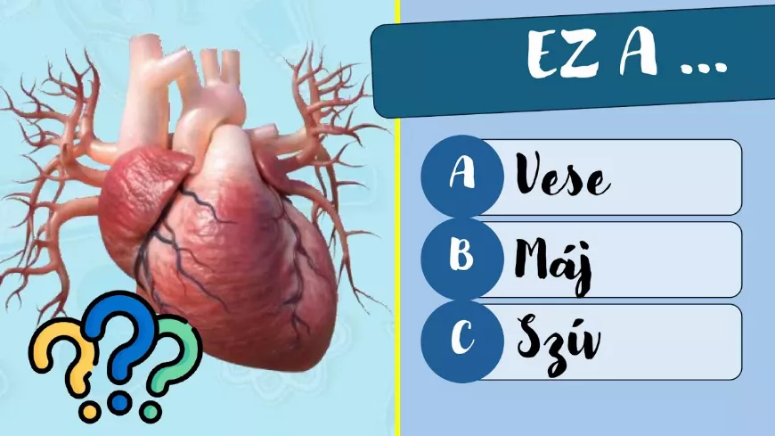 Mennyit tudsz az emberi testről? Tedd próbára a tudásod 🧠 és tudj meg többet a testedről!