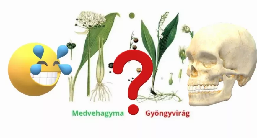 Medvehagyma vagy Gyöngyvirág? | Hasonlóságok és Különbségek | 5 különbség, ami életet menthet