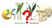 Medvehagyma vagy Gyöngyvirág? | Hasonlóságok és Különbségek | 5 különbség, ami életet menthet