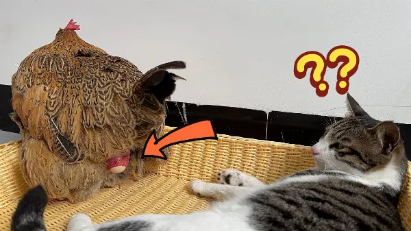 A nyuszi 🐇 vagy a tyúk 🐣 hozza a tojást? 😅 A cica már tudja az igazat! 