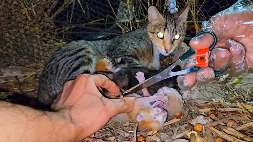 Anya macska segítségért kiált, az újszülött cicák sírnak... 😿