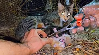 Anya macska segítségért kiált, az újszülött cicák sírnak... 😿