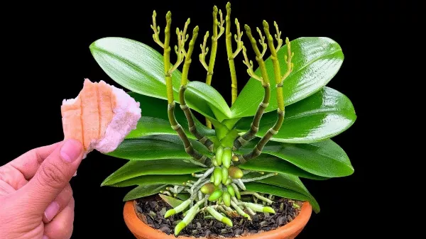 Hirtelen milyen gyorsan növekszik és egész évben virágzik! Természetes Orchidea 🌺🌸 Tápoldat Házi Alapanyagokból