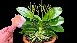 Hirtelen milyen gyorsan növekszik és egész évben virágzik! Természetes Orchidea 🌺🌸 Tápoldat Házi Alapanyagokból