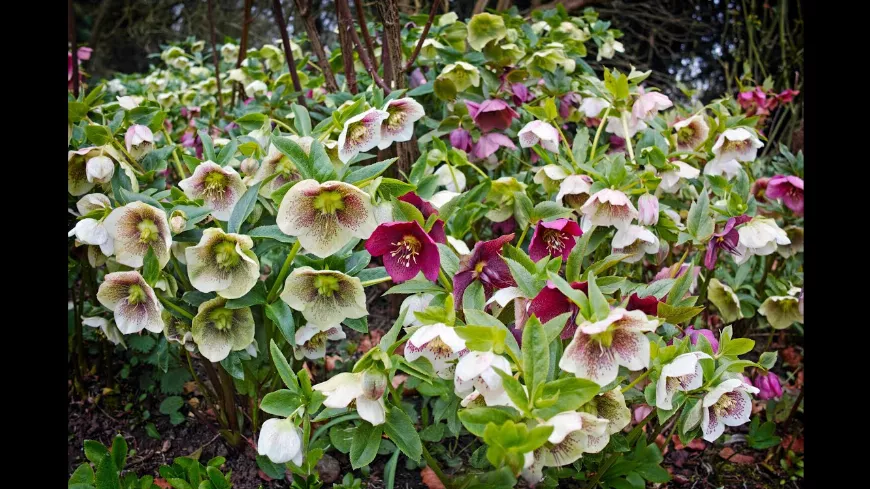 Minden amit a hunyorról (Helleborus) tudni kell  - Hunyorok 🌷 a Kertben: Gondozás és Ültetési Tippek