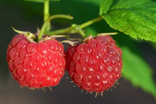 Málnatermesztés , termesztés alapjai: Fajták, Metszés és Gondozás