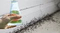 1 perc alatt megszabadulsz a hangyáktól 🐜🐜🐜! Természetes Hangyaírtó Spray Házi Készítésű Alapanyagokból