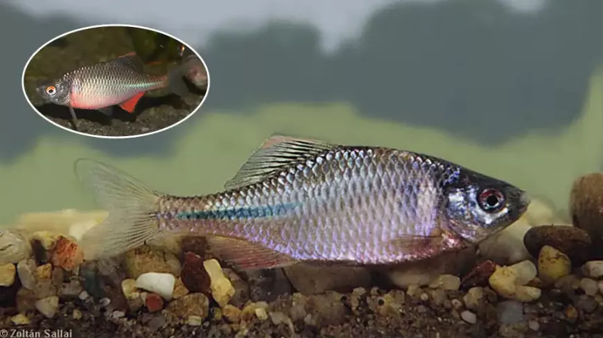 Szivárványos ökle – egy színpompás csoda és zseniális szaporodású halacska