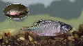 Szivárványos ökle – egy színpompás csoda és zseniális szaporodású halacska