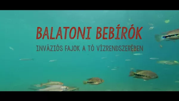 Lénai tokok a Balatonban? Az inváziós fajok veszélyeiről