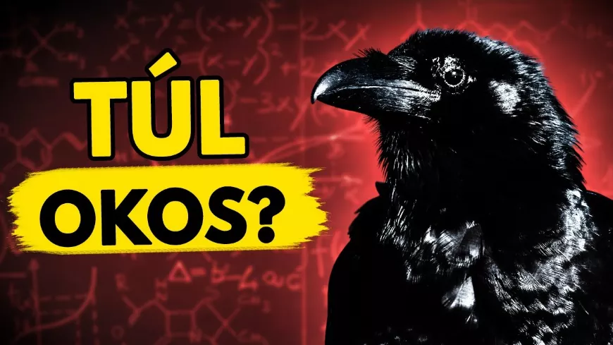 A Varjak Zseniális Elmék! Okosabbak, mint egy kisgyermek gyerek?