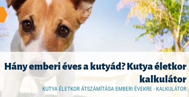 kutya év kalkulátor