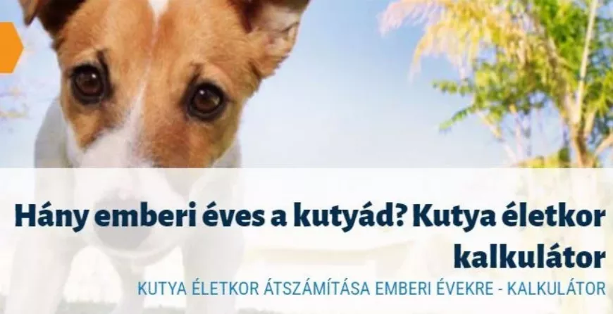 Hány emberi éves egy kutya 🐩? Mitől függ, hogy hány évig él egy 🐕kutya? Kutya 🐶 életkor kalkulátor