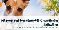 Hány emberi éves egy kutya 🐩? Mitől függ, hogy hány évig él egy 🐕kutya? Kutya 🐶 életkor kalkulátor