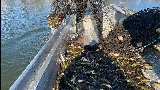 Hogyan fogj sok nagy törpeharcsát? | Horgászvideók
