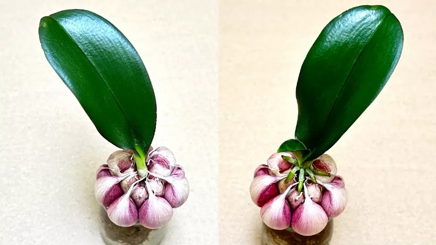 Csodát művel a fokhagyma ? az orchideákkal ??! Így lesz újra virágzó a növényed