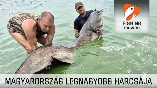 Megdőlt a harcsarekord: a legnagyobb harcsa 256 cm hosszú és 119,4 kg. | Horgászvideók