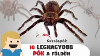 Óriáspókok 🕷 a Valóságban: Elképesztő Méretű Szörnyetegek a Földön!