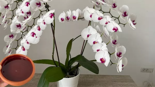 Feltárult az orchideák 🌺🌸 titka: így virágoztasd őket szeptemberben!