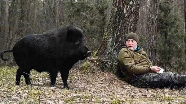 1 vaddisznó 🐗🐖 mentette meg a magányos férfi életét! Igaz megható történet!