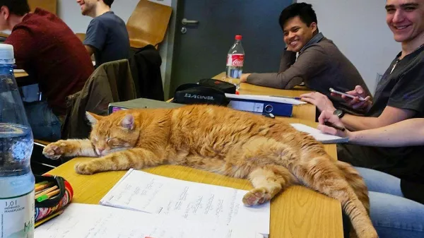 Augsburgi csoda: Sunny, a campus macska 🐈, 15 évig táncolt a hallgatók szívébe!