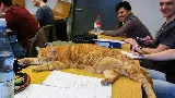 Augsburgi csoda: Sunny, a campus macska 🐈, 15 évig táncolt a hallgatók szívébe!