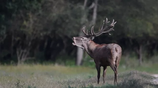 Őrült éjszakák az erdő mélyén: a gímszarvasok 🦌 bőgése visszhangzik Magyarországon!