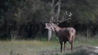 Őrült éjszakák az erdő mélyén: a gímszarvasok 🦌 bőgése visszhangzik Magyarországon!