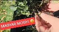 Földimogyoró 🥜 termesztés otthon: Így nevelj saját mogyorót Magyarországon!